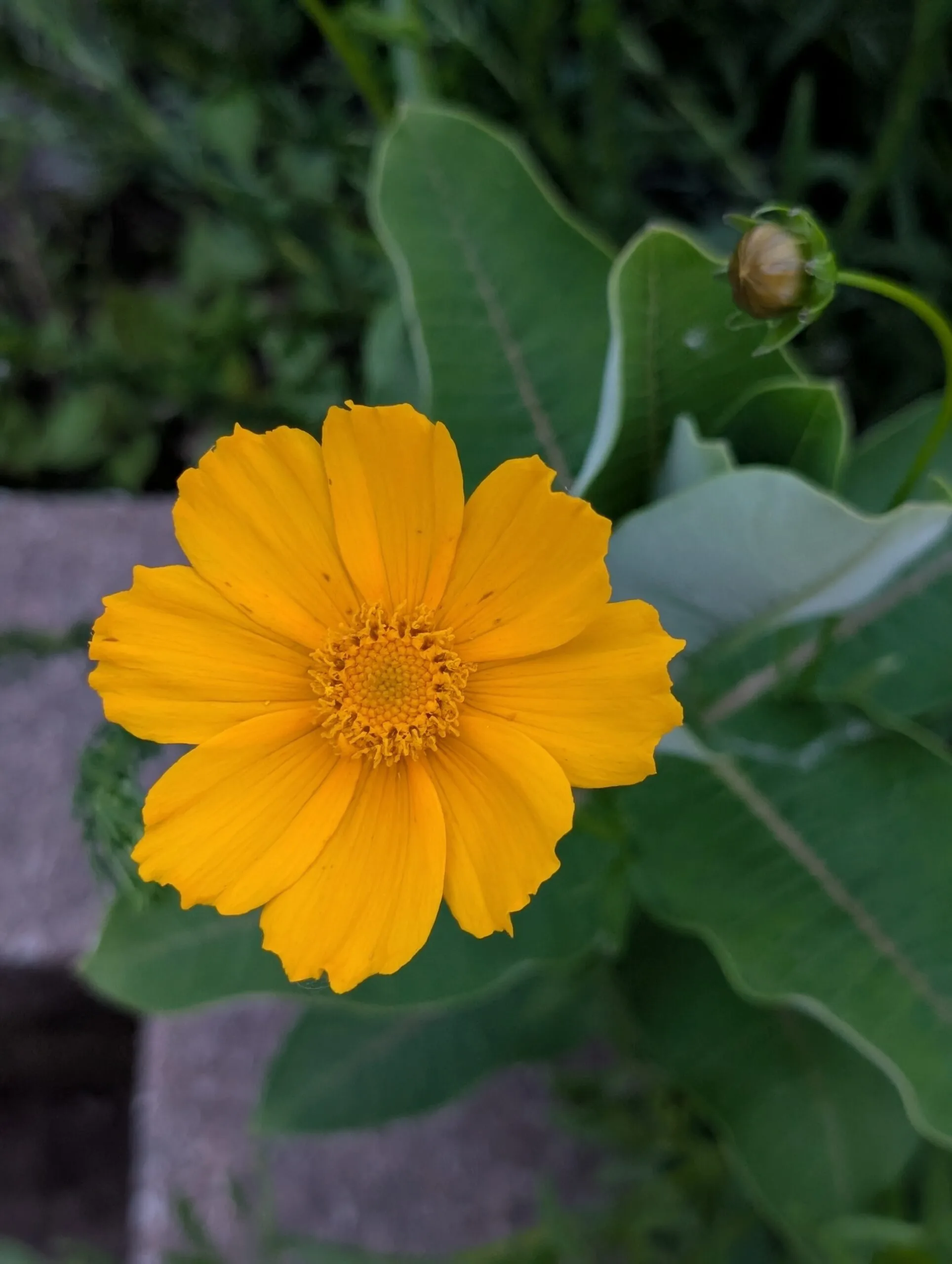 Lance-Leaf Coreopsis - Image 5