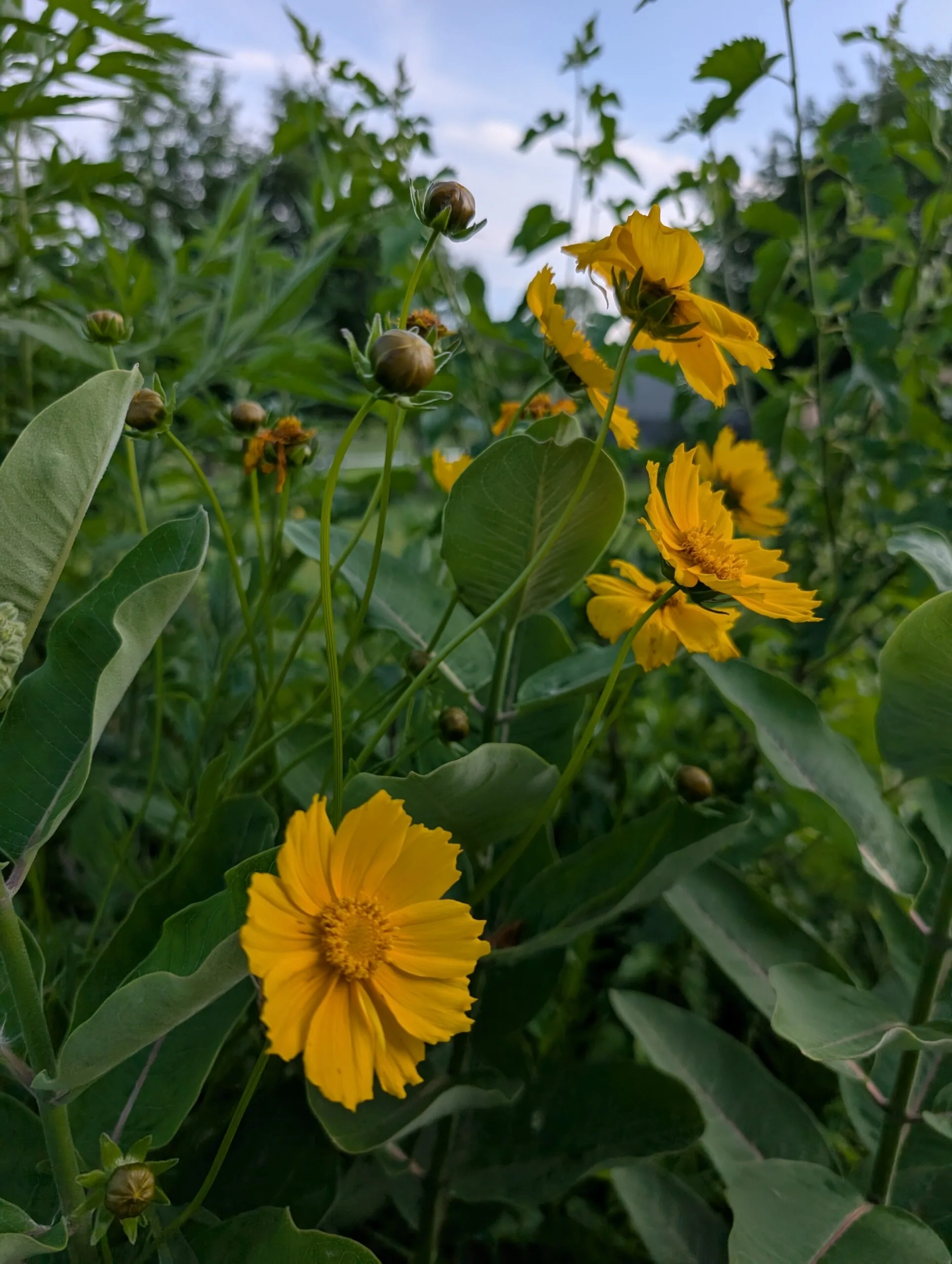 Lance-Leaf Coreopsis - Image 4