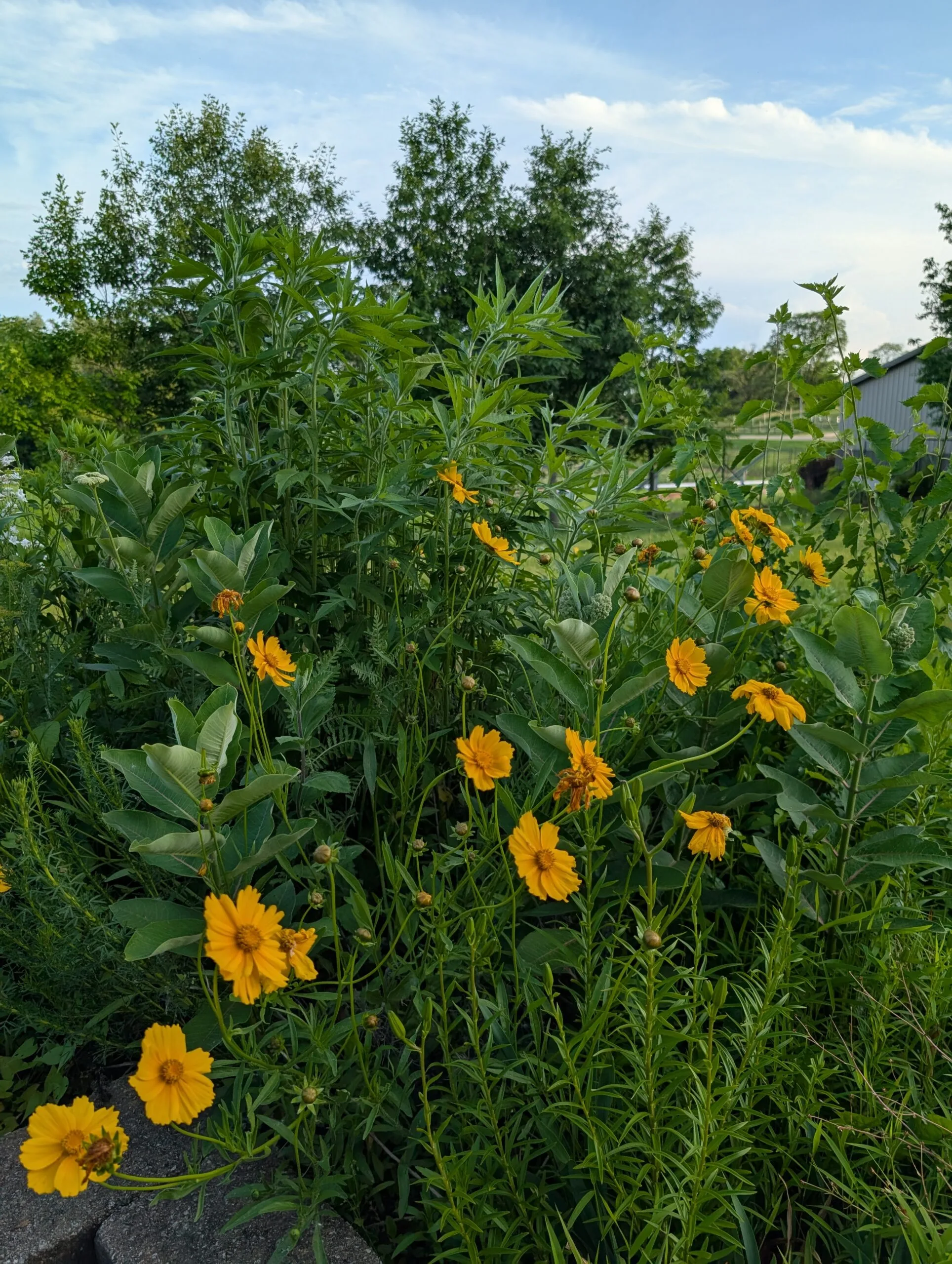 Lance-Leaf Coreopsis - Image 2