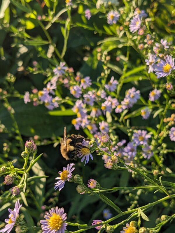 Sky Blue Aster - Image 2
