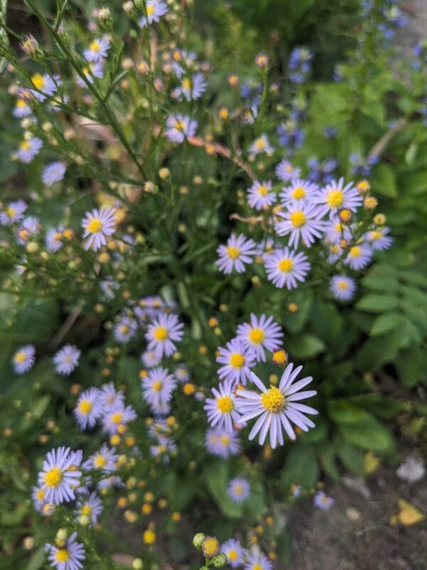 Sky Blue Aster