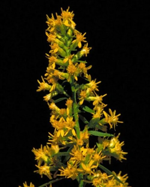 Showy Goldenrod