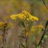 Ohio Goldenrod