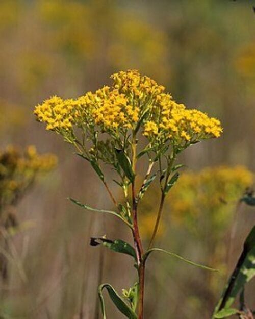 Ohio Goldenrod