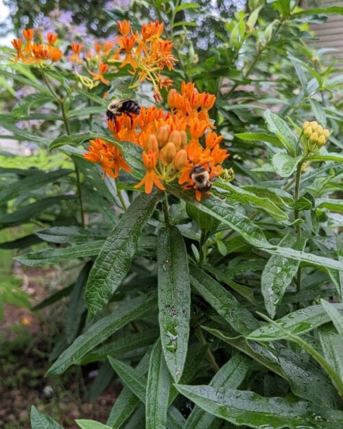 Butterflyweed