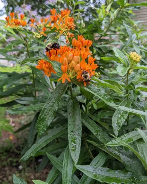 Butterflyweed
