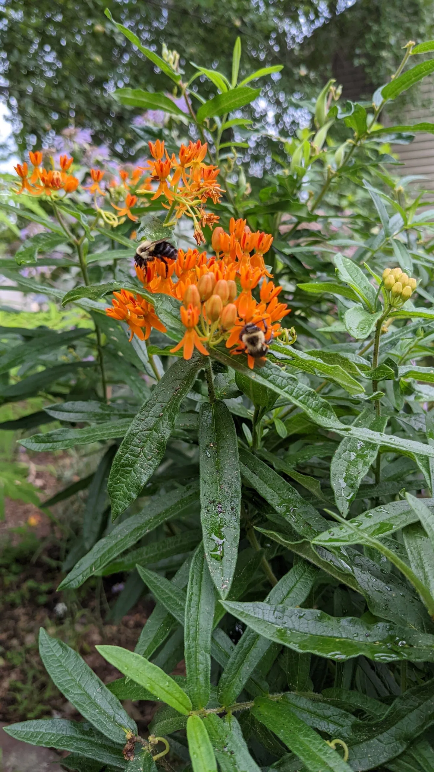 Butterflyweed