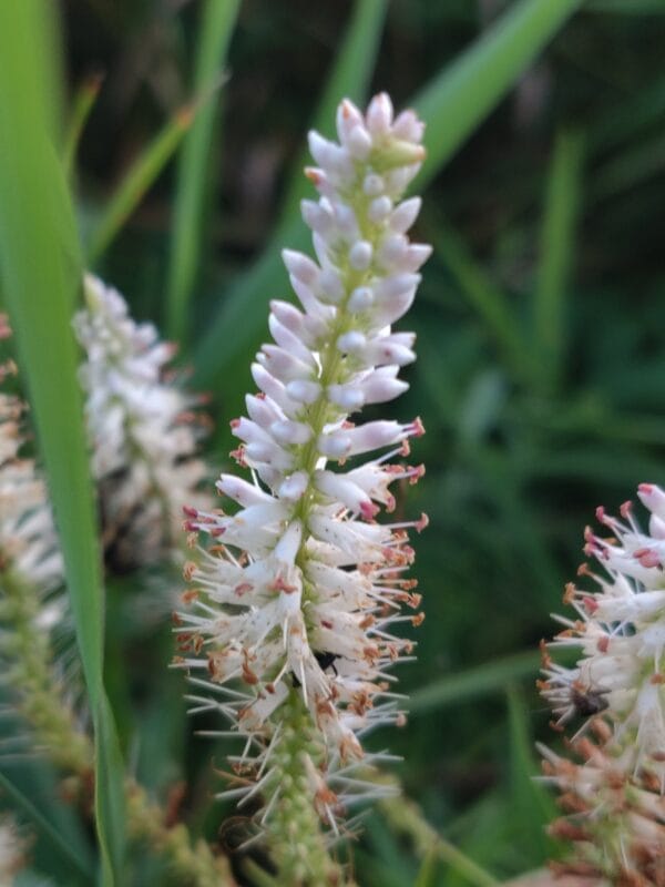 Culver's Root - Image 2