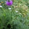 Purple Prairie Clover