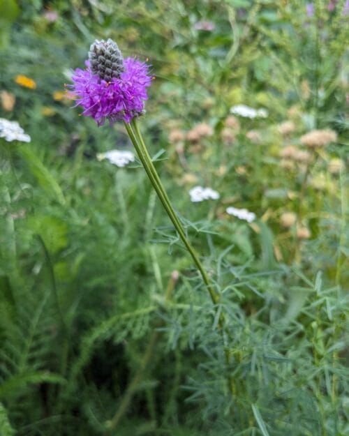 Purple Prairie Clover