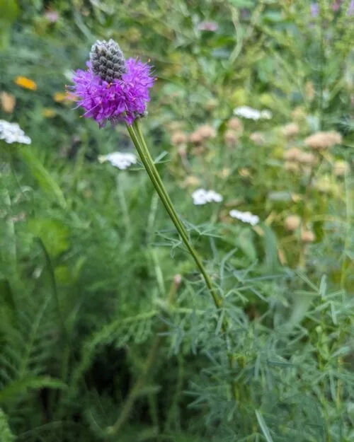 Purple Prairie Clover