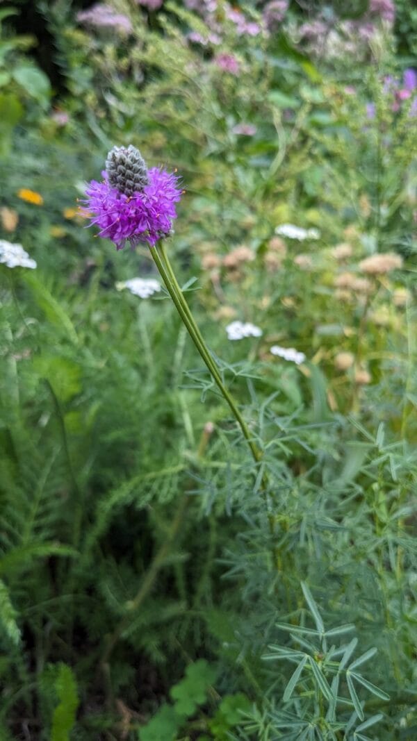 Purple Prairie Clover