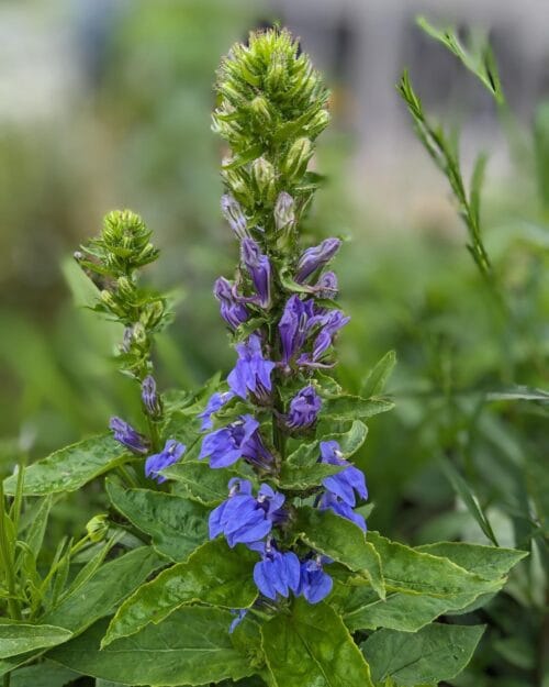 Great Blue Lobelia