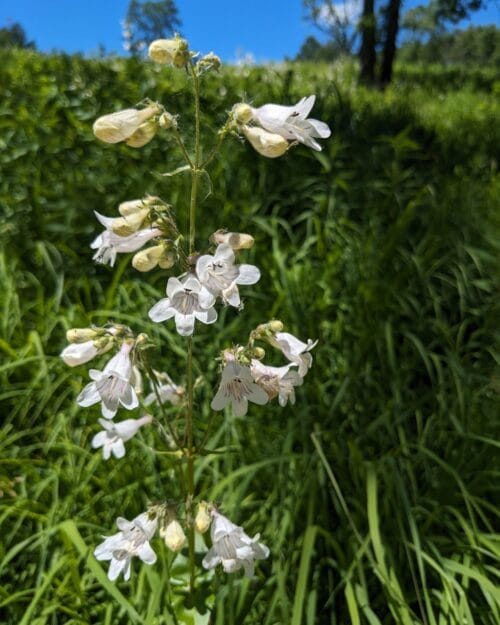 Smooth Penstemon