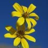 Stiff Coreopsis