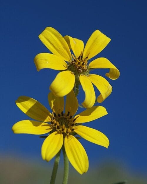 Stiff Coreopsis