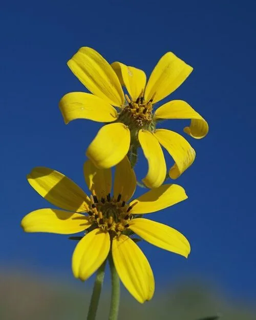 Stiff Coreopsis