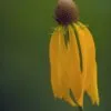 Yellow Coneflower