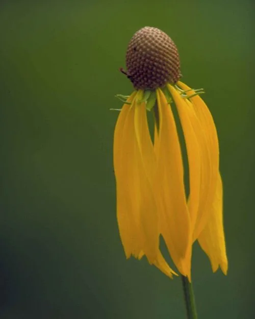 Yellow Coneflower
