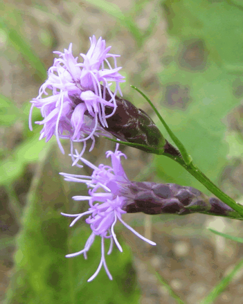 Dwarf Blazing Star