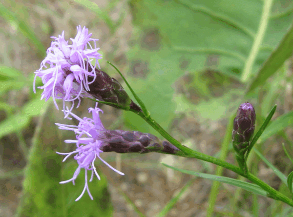 Dwarf Blazing Star