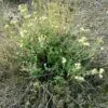 False Boneset