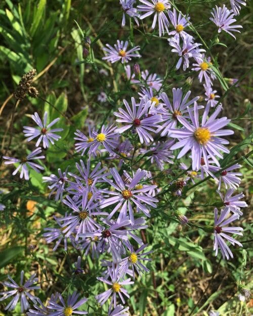 Smooth Blue Aster
