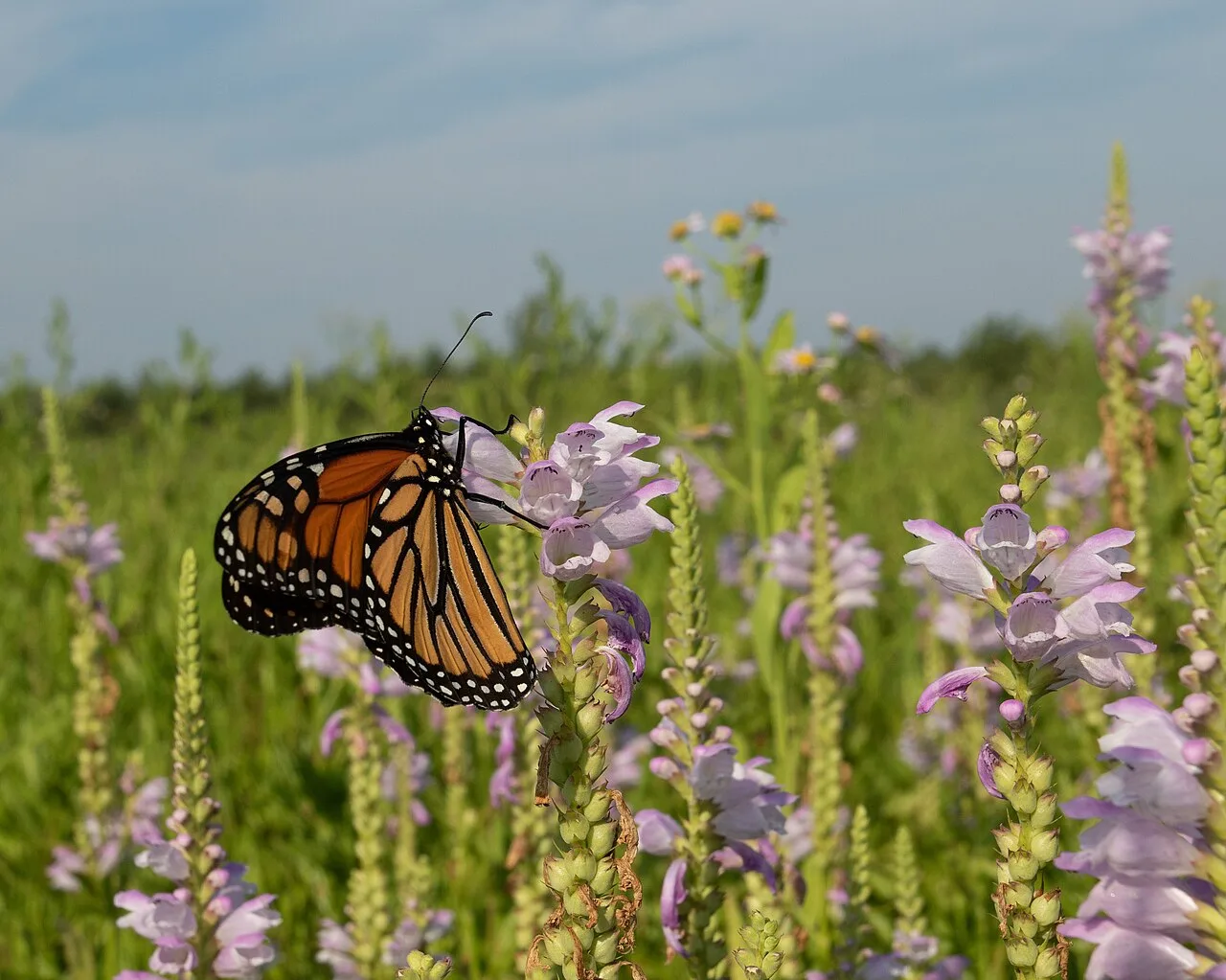 Obedient Plant - Image 5