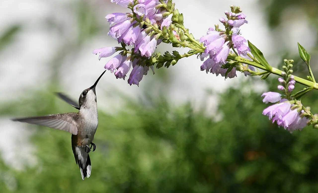 Obedient Plant - Image 4