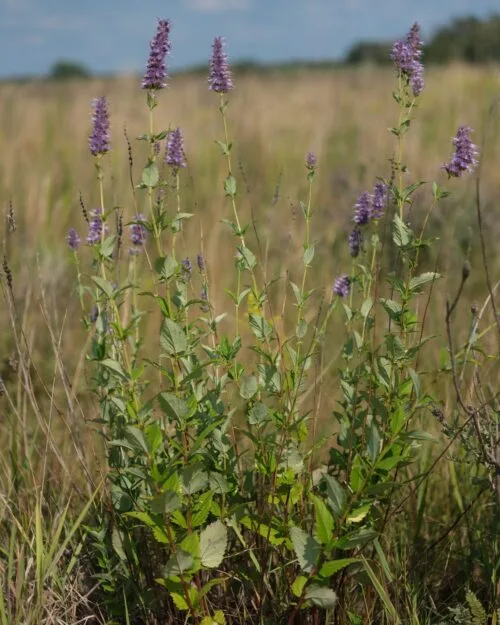 Anise Hyssop