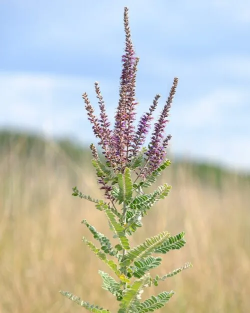 Leadplant