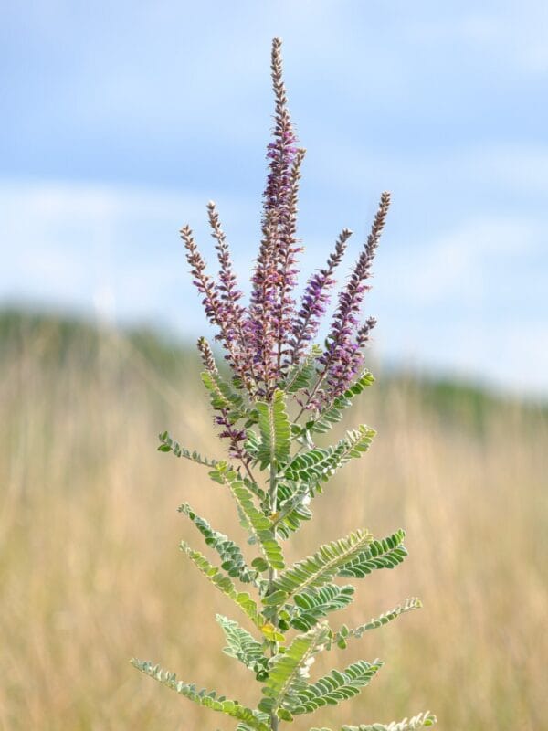 Leadplant