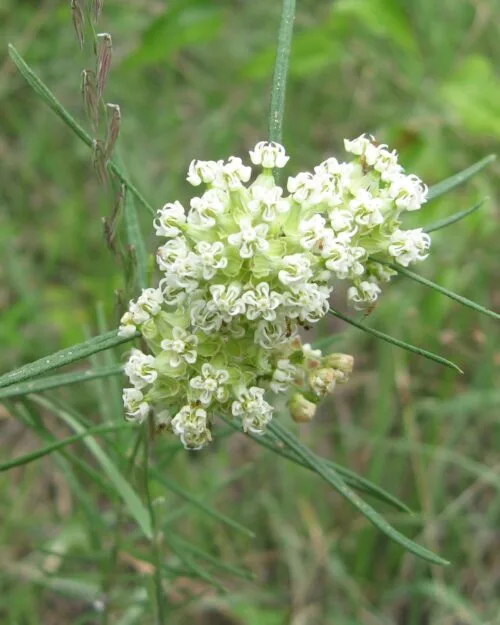 Whorled Milkweed