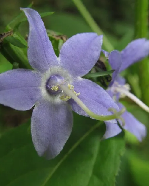 Tall Bellflower