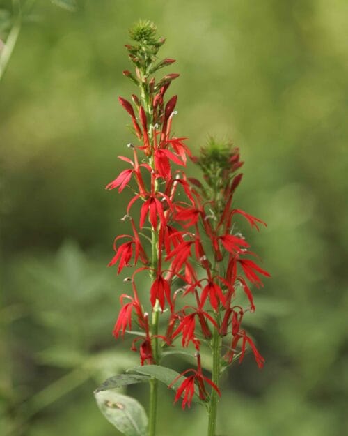 Cardinal Flower