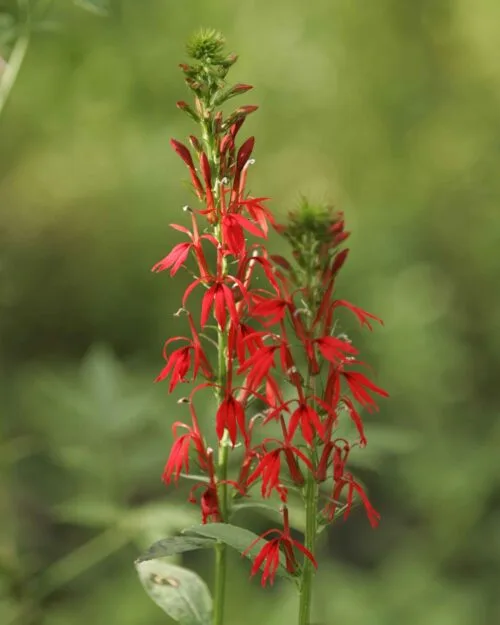 Cardinal Flower