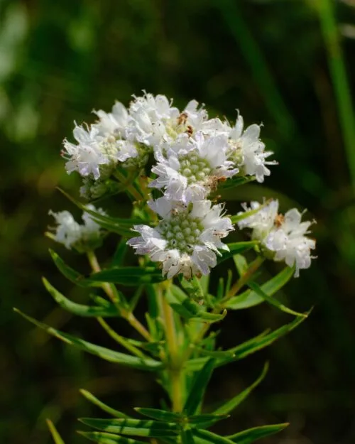 Mountain Mint