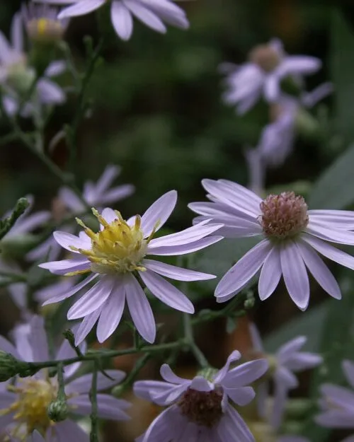 Heart Leaf Aster