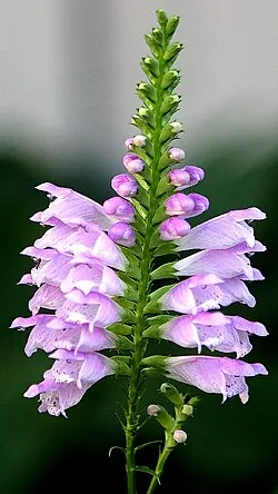 Obedient Plant - Image 3