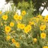 Compass Plant