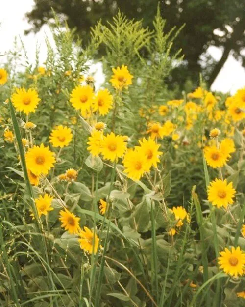 Compass Plant
