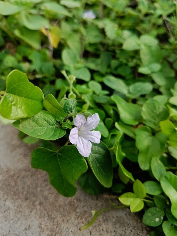 Wild Petunia - Image 2
