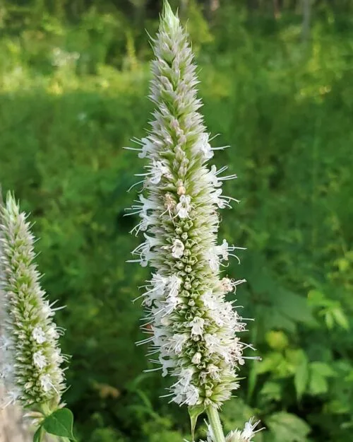 Yellow Giant Hyssop