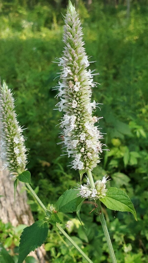 Yellow Giant Hyssop