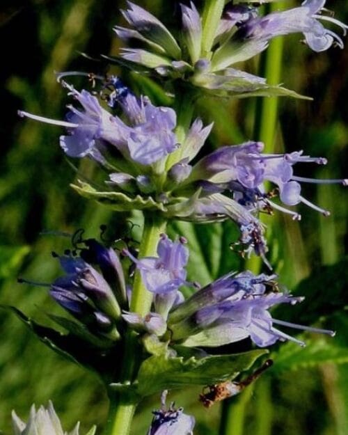 Purple Giant Hyssop