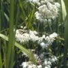 Nodding Onion