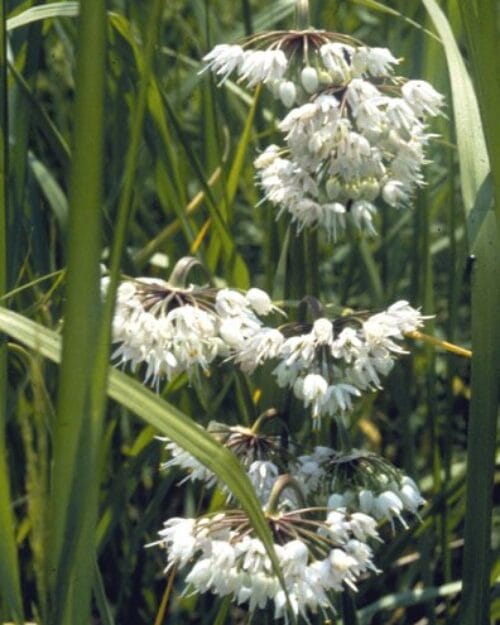 Nodding Onion