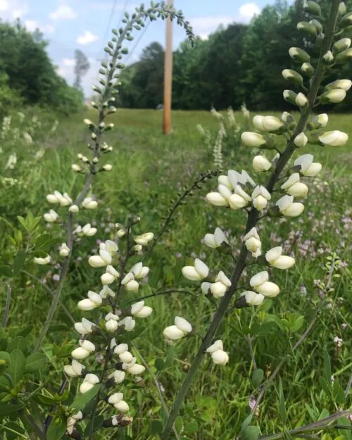 White False Indigo