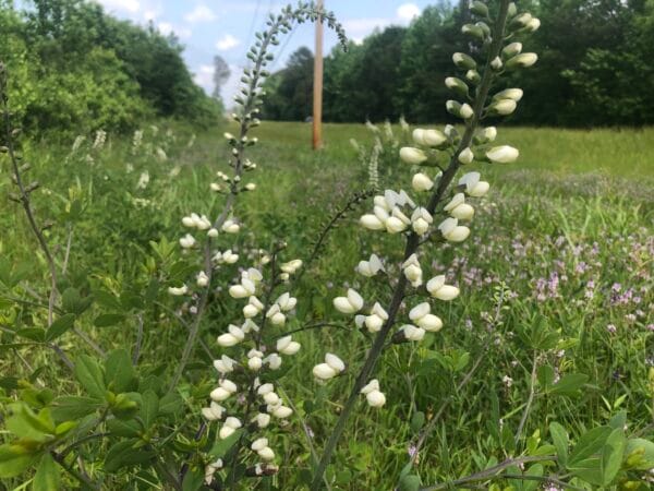 White False Indigo