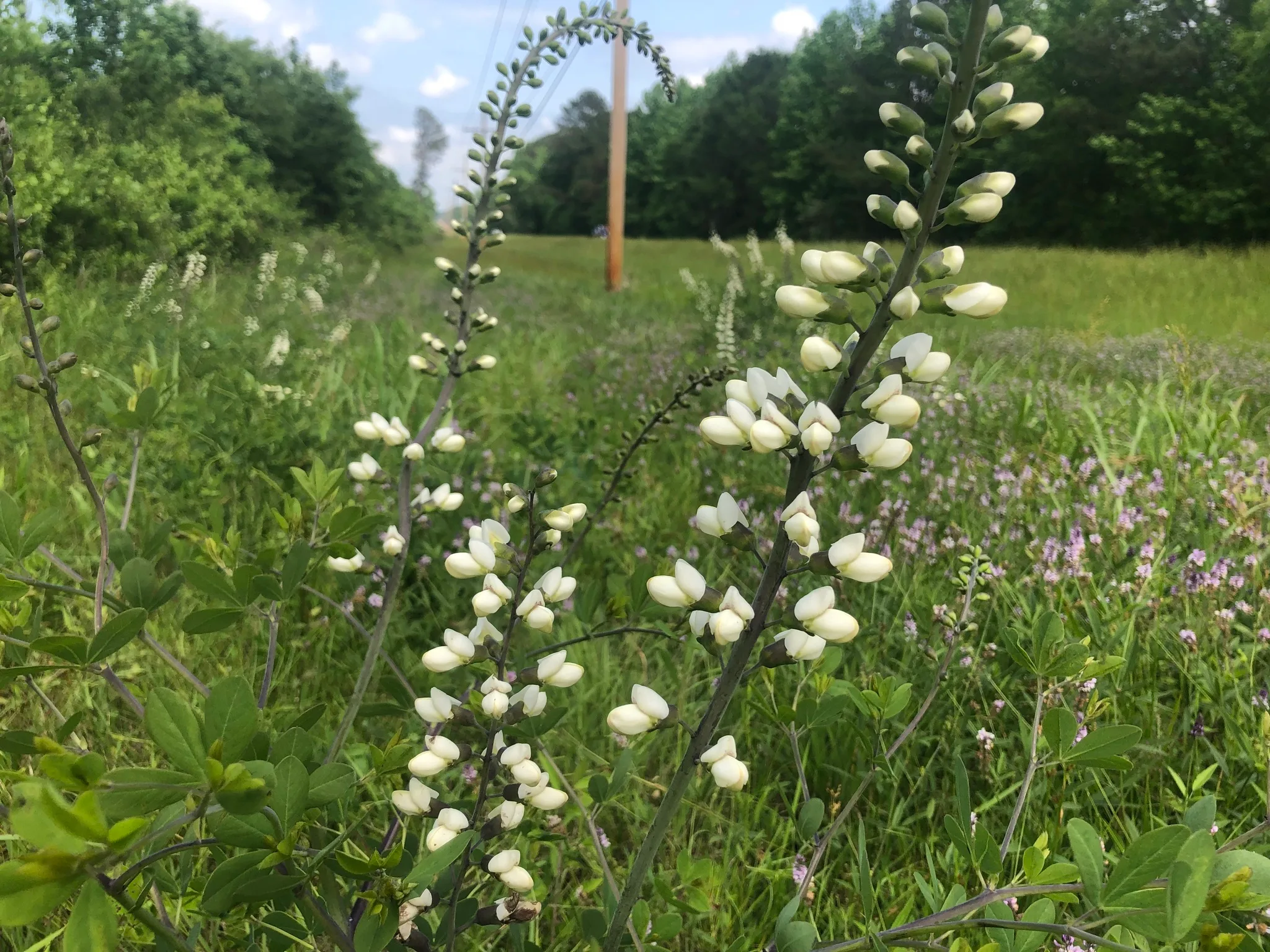 White False Indigo